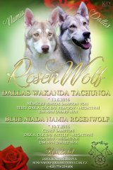 rosenwolf12345 rosenwolf12345