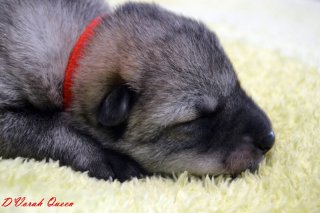 dsc_0119 dsc_0119