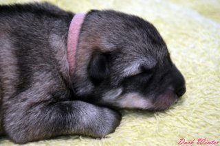 dsc_0130 dsc_0130