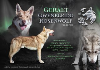 geralt-rosenwolf-3