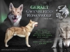 geralt-rosenwolf-3