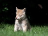 saarloos_3188-web